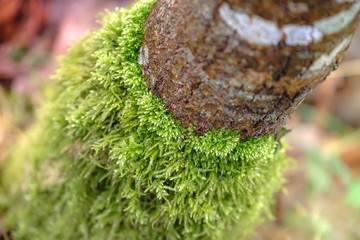 Soft and mellow foam on the trunk of a tree in the forest