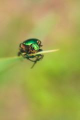 green bug on a leaf