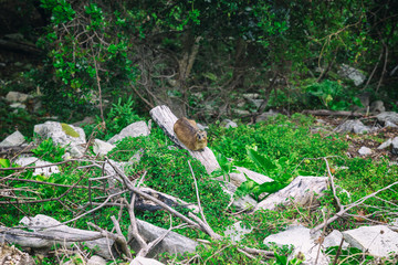 Close up shot of a rock hyrax or dassie in Knysna, South Africa