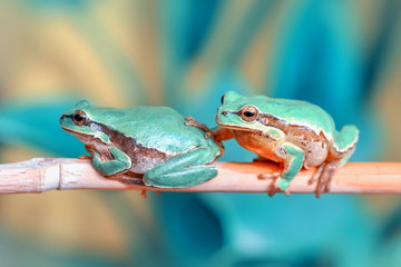 Beautiful Europaean Tree frog Hyla arborea - Stock Image