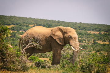Fototapeta na wymiar Big African elephant walking in bushes of Addo National Park, South Africa