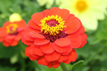 red flower