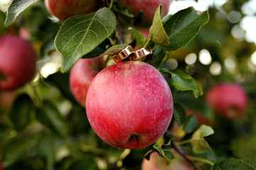 golden wedding hoops on apples in the garden