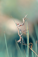 Close up of pair of Beautiful European mantis ( Mantis religiosa )