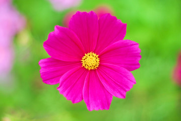 Natural colorful pink or red  cosmos  bipinnatus flowers field with yellow pollen patterns blooming top view in garden for background