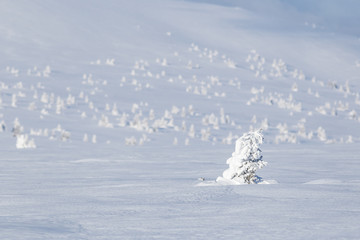 Morning mood short after sunrise in Krkonose in winter (Poland, Czech Republic)