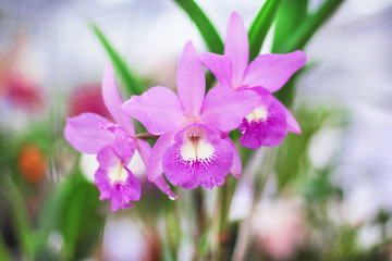 Inflorescence of purple orchids dendrobium flower blooming with water drops natural patterns in garden leaf background