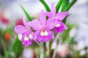Fototapeta premium Inflorescence of purple orchids dendrobium flower blooming with water drops natural patterns in garden leaf background