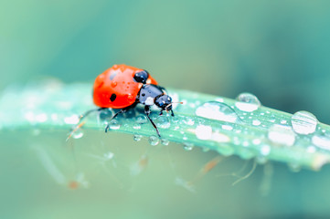 Beautiful ladybug on leaf defocused background