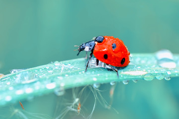Beautiful ladybug on leaf defocused background