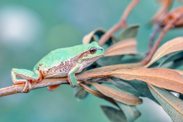 Beautiful Europaean Tree frog Hyla arborea - Stock Image