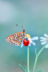 Closeup   beautiful butterfly sitting on flower