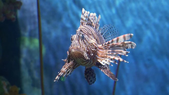 Underwater world, many colorful fish, coral reefs. Lionfish