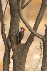 woodpecker wih worm_Tanzania_most likely Cardinal woodpecker
