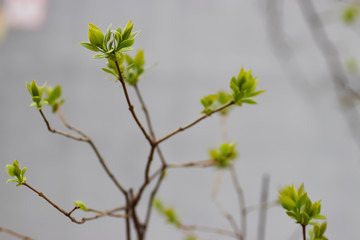 A branch of a tree with young green leaves.