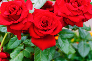 Red roses close-up. Red rose flowers background
