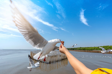 Seagull bird spreading wings flying to eat crackling from woman hand feeding