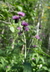 amazing nature of the North