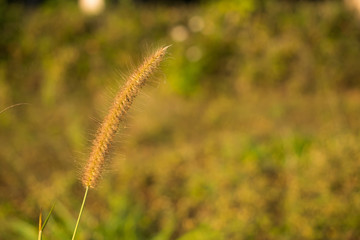 wheat in the field