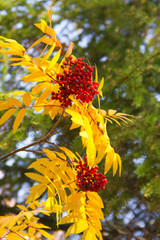 amazing nature of the North