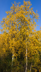 Fototapeta premium amazing nature of the North