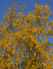 amazing nature of the North