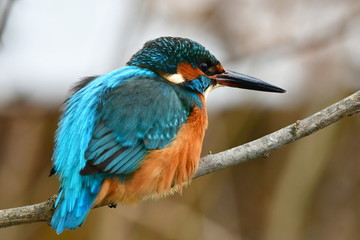 cute kingfisher bird in winter time,important Tovacov bird area in Czech republic