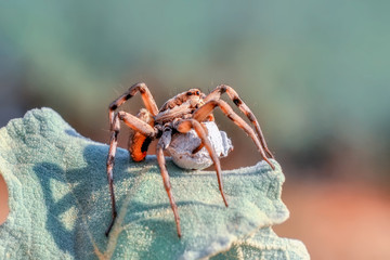 Beautiful spider - Stock Image     