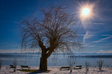 Baum in der Wintersonne
