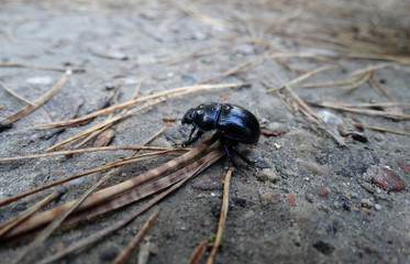 Black Beetle Insect Animal