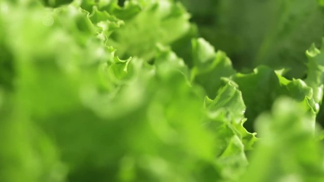 salad lettuce fresh leaves close up depth of field