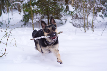 shepherd plays looking and hunting in the snow in winter