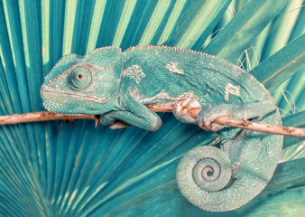 Schönes grünes Chamäleon - Stock Image