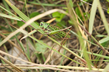 A green grasshopper on green grass.