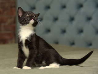 black with white  little kitty
