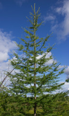 amazing nature of the North