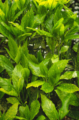 Japanese bush (Aucuba japonica) shrub with yellow spotted green leaves. Selective focus.
