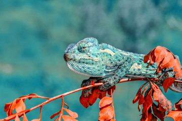 Beautiful green chameleon - Stock Image © blackdiamond67