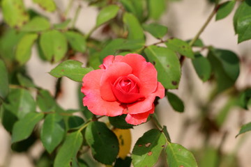 Rose with light red petals starting to open and bloom surrounded with light green leaves with spots on warm sunny summer day