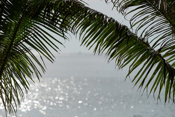 Fototapeta premium Green palm leaves on a background of the Gulf of Thailand, Koh Chang island, beach Lonely Beach, Thailand.