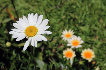 Daisy Flower