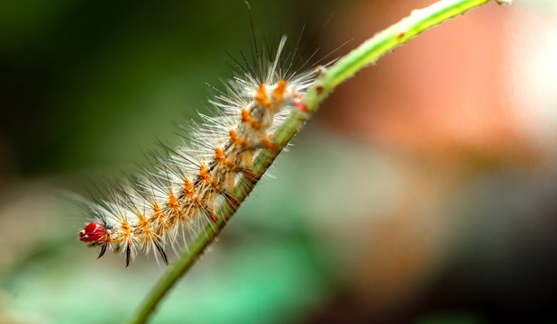 Caterpillar of Tiger Moth (Taiwan)