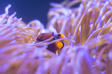 Fototapeta na wymiar ocellaris clownfish, clown anemonefish, clownfish, false percula clownfish