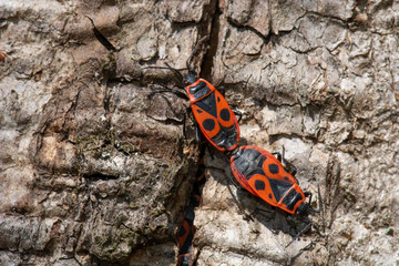Two Red European Firebugs (Pyrrhocoris apterus) copulating on a wooden bark in the spring, the season of reproduction, close up view