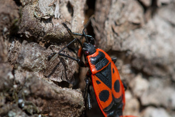 Close up of European Firebug (Pyrrhocoris apterus) on a wooden bark in the spring, looking for a mate in the season of reproduction