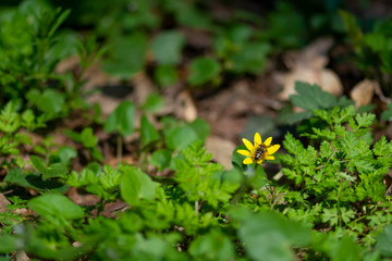Honey bee collecting nectar in yellow flower, has the legs covered with pollen. Animal is sitting collecting in sunny summer sunflower. Important for environment ecology sustainability.
