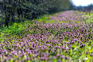 Fototapeta premium Forest clearing covered with dead nettle (Lamium purpureum) flowers in bloom, a common broadleaf lawn weed in the spring.