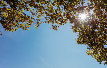 Low angle view of golden leaves framing blue sky, copy space