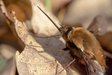 Perfectly camouflaged weird insect with very long trunk or proboscis, sitting on oak leaves in...