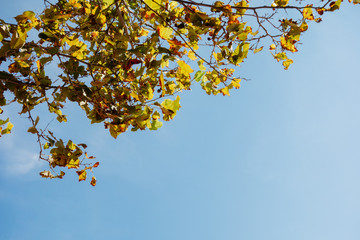 Low angle view of golden leaves against clear sky